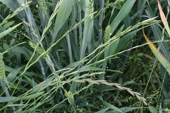 Ryegrass - Perennial